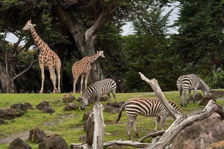 A photo that shows zebras and giraffes grazing in an open field at the zoo.